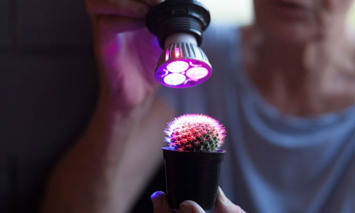 Na jakie żarówki do oświetlenia roślin się zdecydować