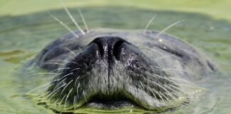 Jaka masa uszczelniającą do miski olejowej?