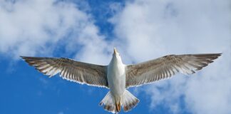 Ile pali VW Sharan 1.9 TDI 110km?