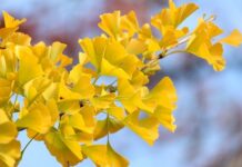 Gdzie znajduje się wentylator nawiewu?