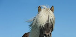 Ile koni ma motor 600?