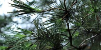 Co trzyma bagażnik w samochodzie?