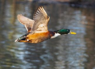 Co zalicza się do małej architektury?