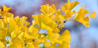 Dlaczego po odpaleniu silnika włącza się wentylator?