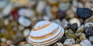 Co lepsze 8 czy 16 zaworowy?