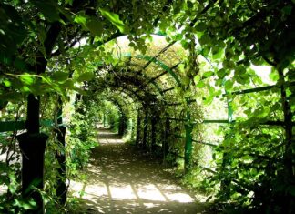 Jak zrobić pergole na pnącza?