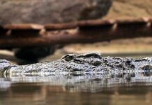 Jakie są zasady GHP?